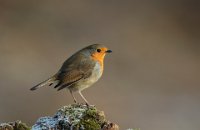 682 - ROBIN ON FROST - DEVINE BOB - united kingdom <div